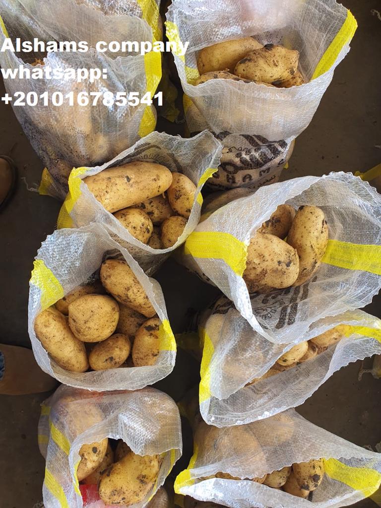 Product image - Alshams company for general import and export 💥
We would like to offer  #Fresh_potatoes
Origin :Egypt
Packing :10 _25 kg per bag
Quality: Grade 1
For more information contact With us :
Email: alshams.info@yahoo.com
Whatsapp: 00201016785541
mrs-donia mostafa 
salesmanager
